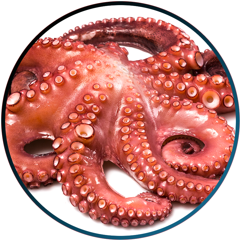 Foto Octopus Vulgaris